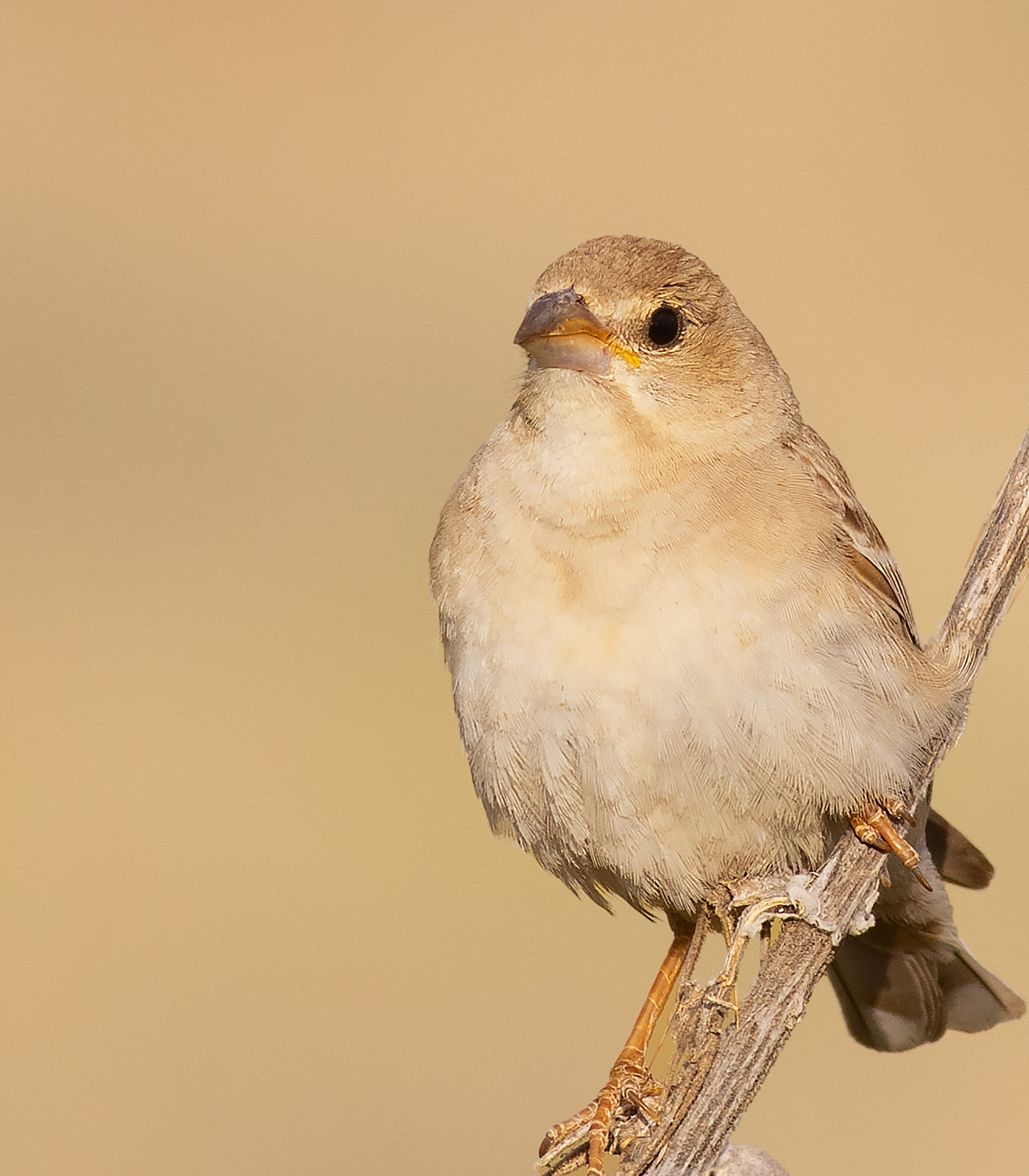 Pale Rockfinch